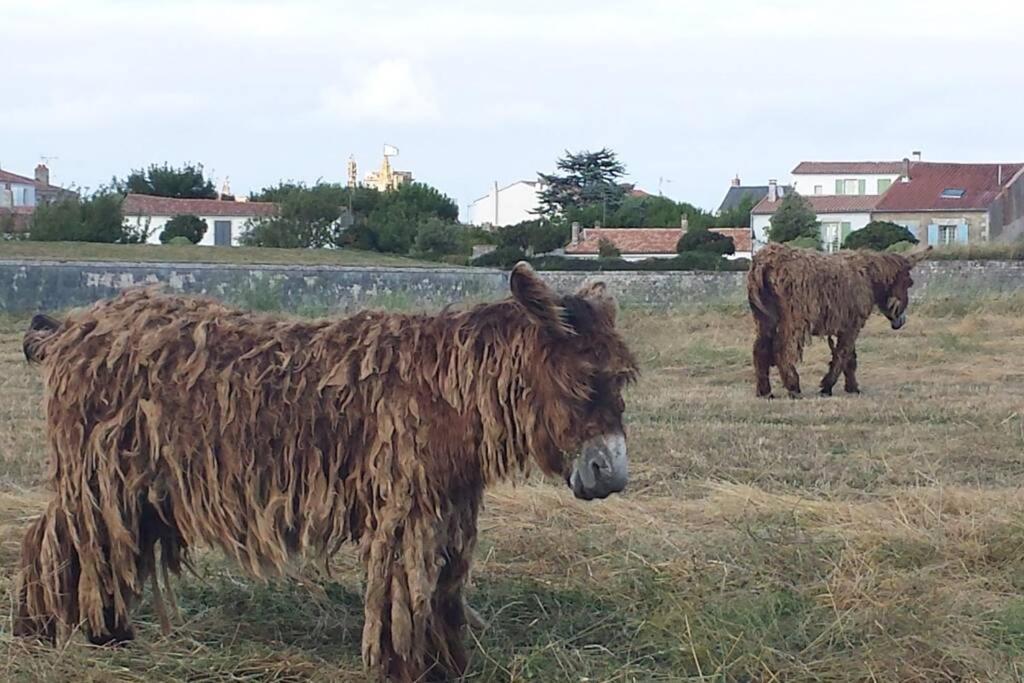 La Virginie - Suite Ile'O La Couarde-sur-Mer Exteriér fotografie